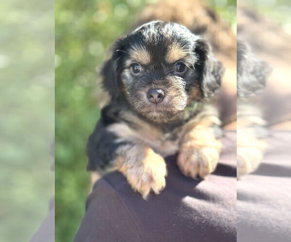 Medium Photo #2 Chihuahua-Unknown Mix Puppy For Sale in Corona, CA, USA