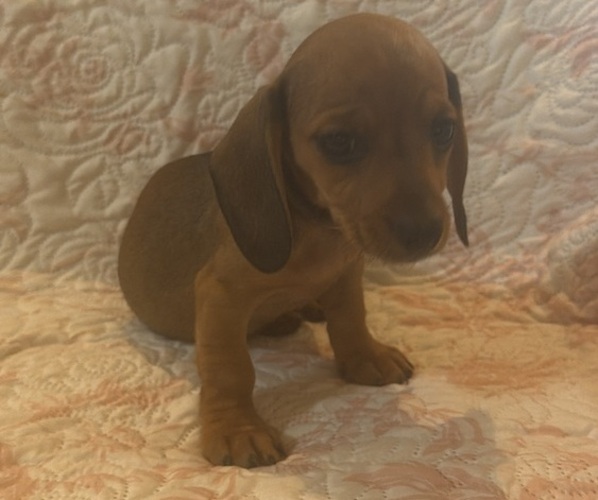 Medium Photo #2 Dachshund Puppy For Sale in WILEY, CO, USA