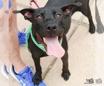 Small #4 Labrador Retriever Mix