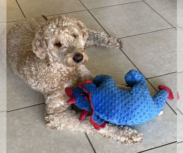 Medium Photo #5 Poodle (Standard) Puppy For Sale in Valrico, FL, USA