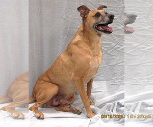 Axl - Male Dachshund-Unknown Mix Dog for Adoption - Photo #3