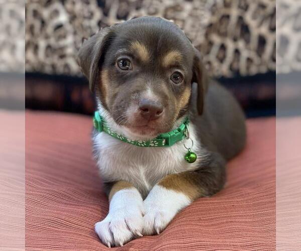 Medium Photo #1 Mutt Puppy For Sale in San Diego, CA, USA