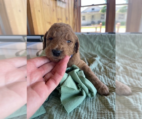 Medium Photo #1 Poodle (Standard) Puppy For Sale in KOKOMO, IN, USA