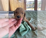 Puppy Sparrow Poodle (Standard)