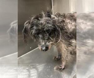 Shih Tzu-Unknown Mix Dogs for adoption in Houston, TX, USA