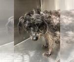 Small Shih Tzu Mix