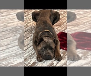 Father of the Cane Corso puppies born on 04/28/2025