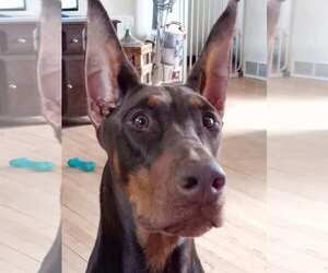 Doberman Pinscher Dogs for adoption in Buffalo, MN, USA