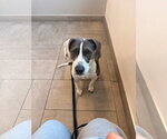 Small #4 Beagle Mix
