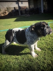 English Bulldogge Puppy for sale in FRESNO, CA, USA