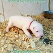 Small Photo #234 Dogo Argentino Puppy For Sale in PINEVILLE, MO, USA