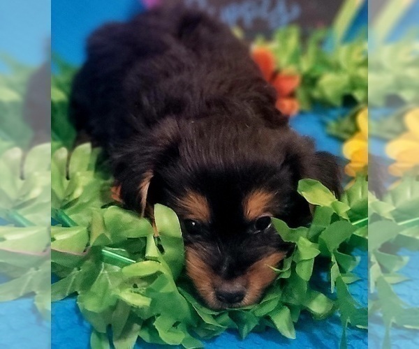 Medium Photo #31 Yorkshire Terrier Puppy For Sale in AKRON, OH, USA