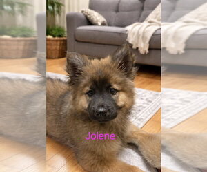 Chow Chow-Unknown Mix Dogs for adoption in Jackson Township, NJ, USA