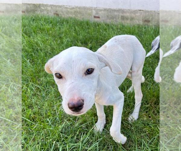 Medium Photo #1 Mutt Puppy For Sale in Plainfield, IL, USA