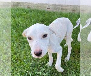 Mutt Dogs for adoption in Plainfield, IL, USA
