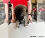 Puppy Yellow Caucasian Shepherd Dog