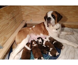 Mother of the Saint Bernard puppies born on 03/22/2019
