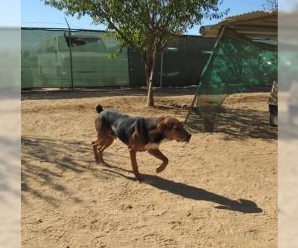Medium Photo #7 Coonhound-Treeing Walker Coonhound Mix Puppy For Sale in Apple Valley, CA, USA