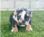 Small Photo #3 English Bulldog Puppy For Sale in SACRAMENTO, CA, USA