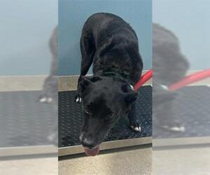Labrador Retriever-Unknown Mix Dogs for adoption in Newton, NC, USA