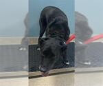 Small Labrador Retriever Mix
