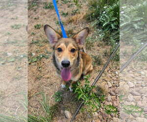 Kit - Male German Shepherd Dog-Unknown Mix Dog for Adoption - Photo #3