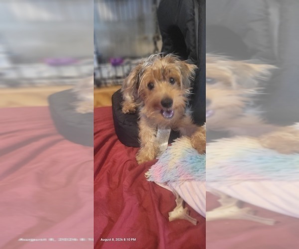 Medium Photo #15 Yorkshire Terrier Puppy For Sale in AKRON, OH, USA