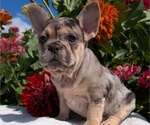 Small Photo #8 French Bulldog Puppy For Sale in GOSHEN, IN, USA