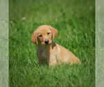 Small Photo #16 Labrador Retriever Puppy For Sale in FRESNO, OH, USA