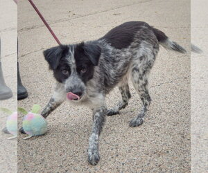 Gloria - Female Border-Aussie Dog for Adoption - Photo #4