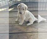 Puppy Puppy 6 Poodle (Standard)