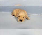 Small Photo #16 Golden Retriever Puppy For Sale in BLACK FOREST, CO, USA