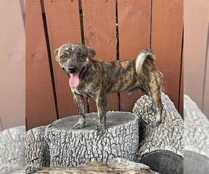 Chihuahua Dogs for adoption in San Antonio, TX, USA