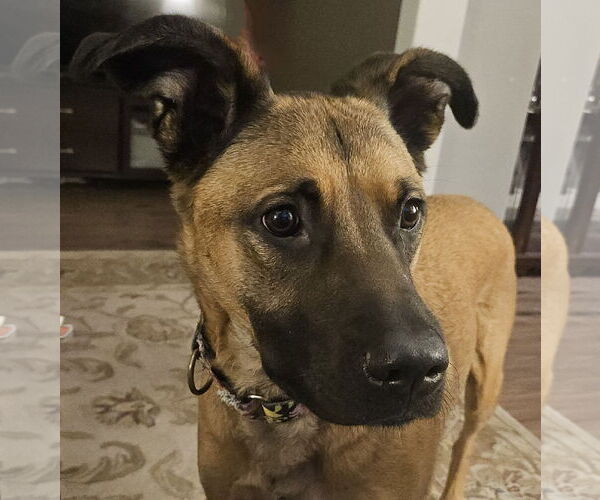 Medium Photo #3 German Shepherd Dog-Unknown Mix Puppy For Sale in Brooklyn Center, MN, USA