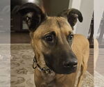 Small #2 German Shepherd Dog Mix
