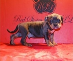 Puppy Puppy 2 American Bully