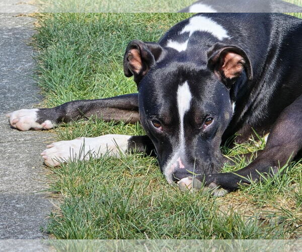 Medium Photo #2 American Pit Bull Terrier-Unknown Mix Puppy For Sale in Germantown, OH, USA
