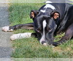Small #1 American Pit Bull Terrier Mix
