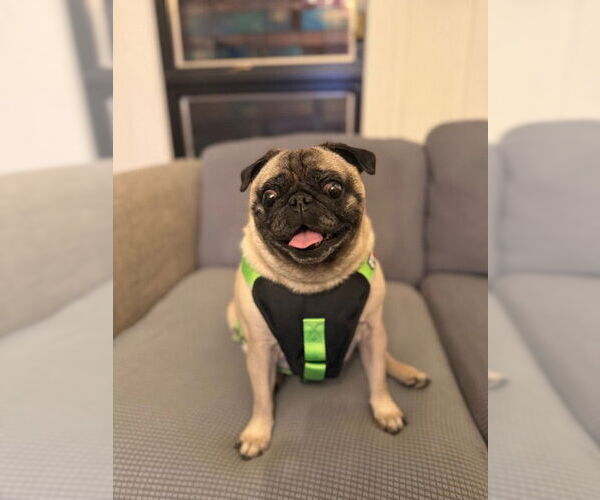 Medium Photo #2 Pug Puppy For Sale in Indianapolis, IN, USA