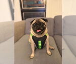 Small #1 Pug
