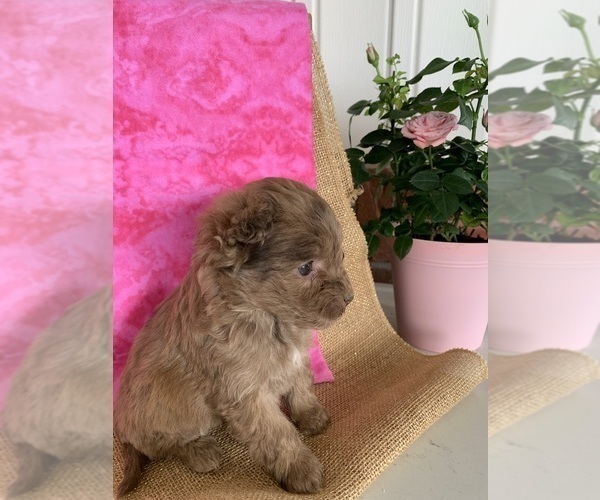 Medium Photo #3 Miniature Labradoodle Puppy For Sale in SPARTA, KY, USA