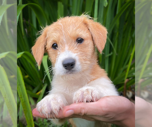 Shorgi Puppy for sale in FAIRBANK, IA, USA