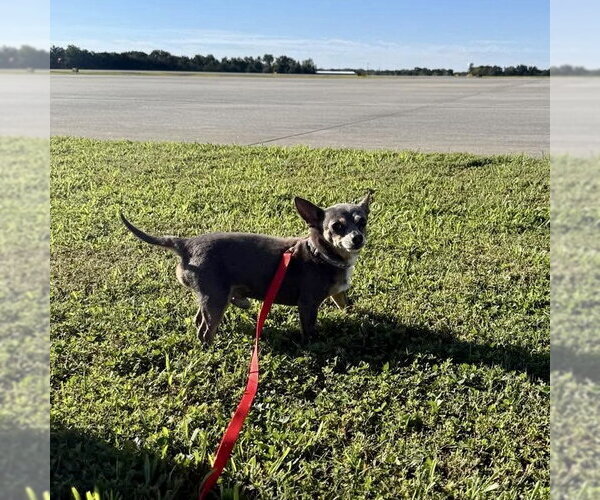 Medium Photo #3 Chihuahua Puppy For Sale in Spring Lake, NC, USA