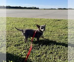 Small Photo #3 Chihuahua Puppy For Sale in Spring Lake, NC, USA