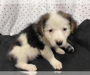 Australian Shepherd-Unknown Mix Dogs for adoption in Modesto, CA, USA