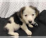 Small Australian Shepherd Mix