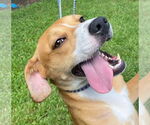 Small #2 Labrador Retriever Mix