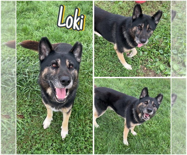 Medium Photo #1 Gerberian Shepsky Puppy For Sale in Pierceton , IN, USA