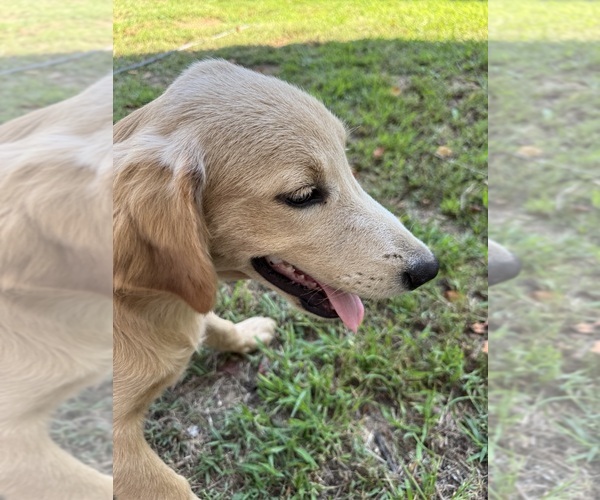 Medium Photo #1 Flat Coated Retriever-Golden Retriever Mix Puppy For Sale in SOMERVILLE, AL, USA