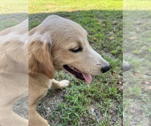 Flat Coated Retriever-Golden Retriever Mix Dogs for adoption in SOMERVILLE, AL, USA
